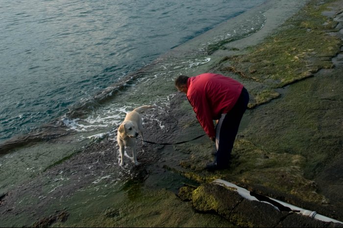 Túnel de lavado canino